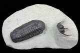 Spiny Cyphaspis & Austerops Trilobite Association #69749-1